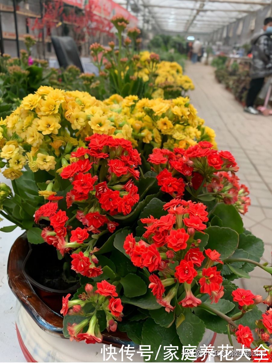 长寿花在春季可别忘记做一件事