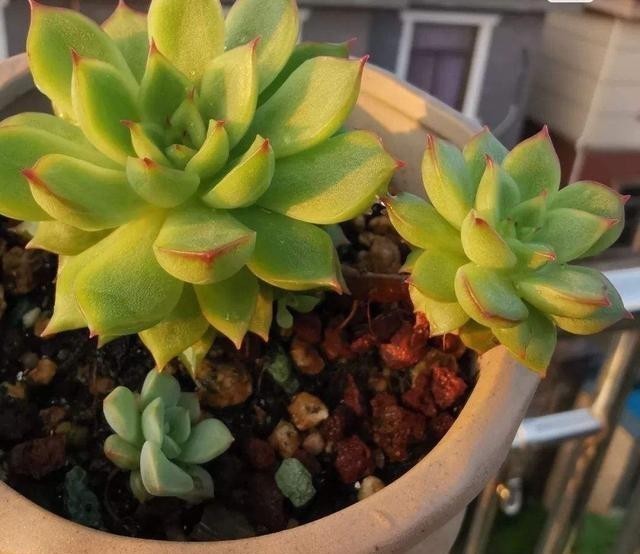 冬天里的多肉,做好“两件事”,安心过冬,不徒长状态更美