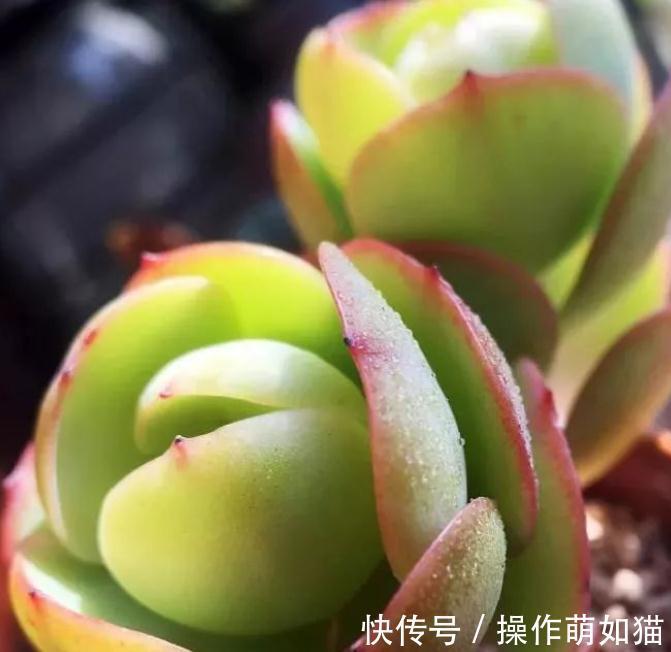 红稚莲|最受欢迎的几款多肉,你家种了吗,看后立刻被种草