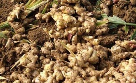 生姜要经常浇水吗