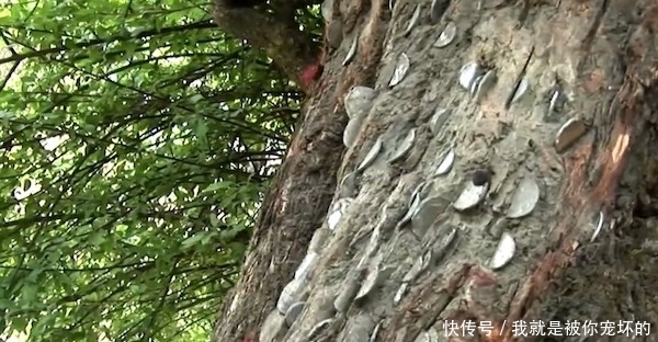 真相|树上长满硬币,大伙称它为“摇钱树”,背后的真相让人佩服