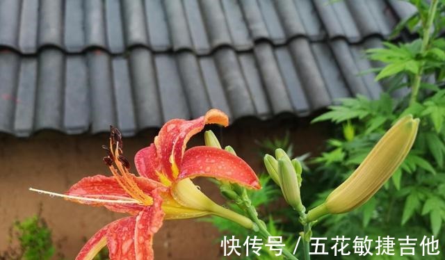 博物志|人称“忘忧草”，开花漂亮可盆栽却有毒，为啥在宴席上是主菜！