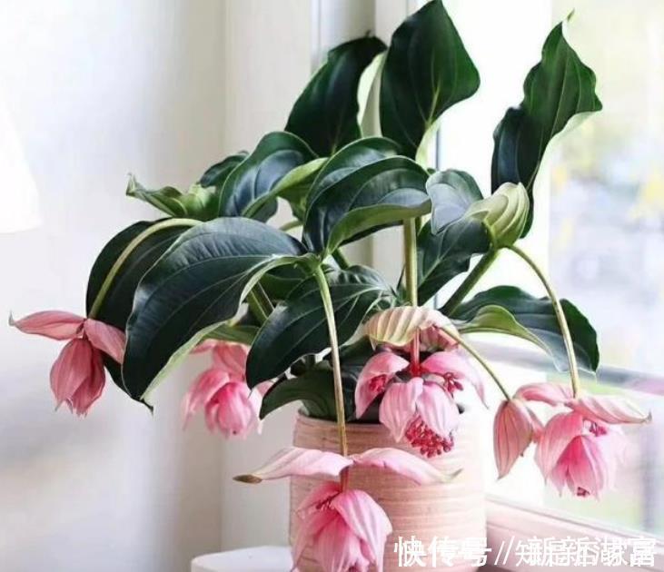 漂亮|4种花便宜漂亮又好养，10元买两盆，两月变成一阳台，天天有花赏