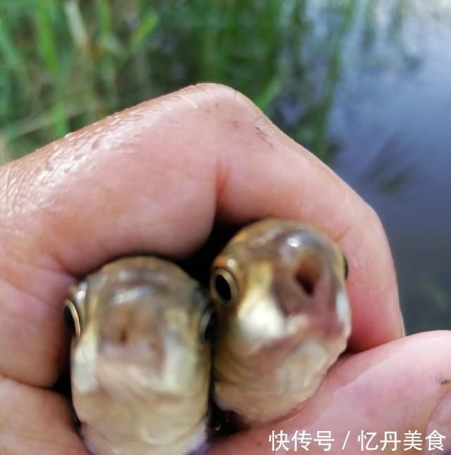 大鱼|高温天,钓大鱼先克服这些“难题”,不是我吹,渔获瞬间猛增几倍