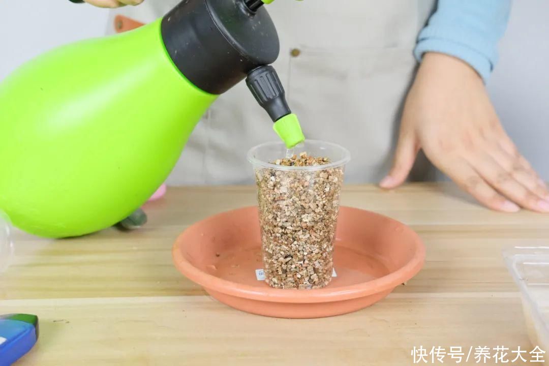 11种常见花，现在扦插，成活率特高