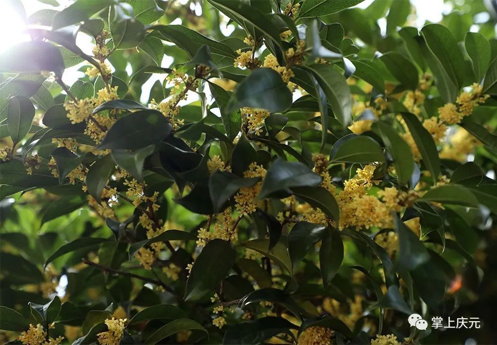 高温|真香！高温“搅乱”花期，桂花虽迟但到