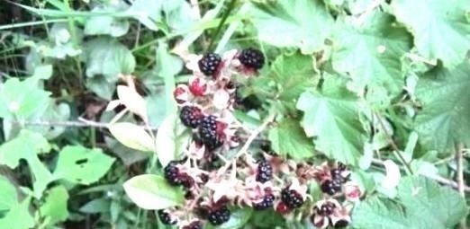 农村|农村特有的这种“鸡屎泡”,你吃过没?中医说它可是味很好的药材