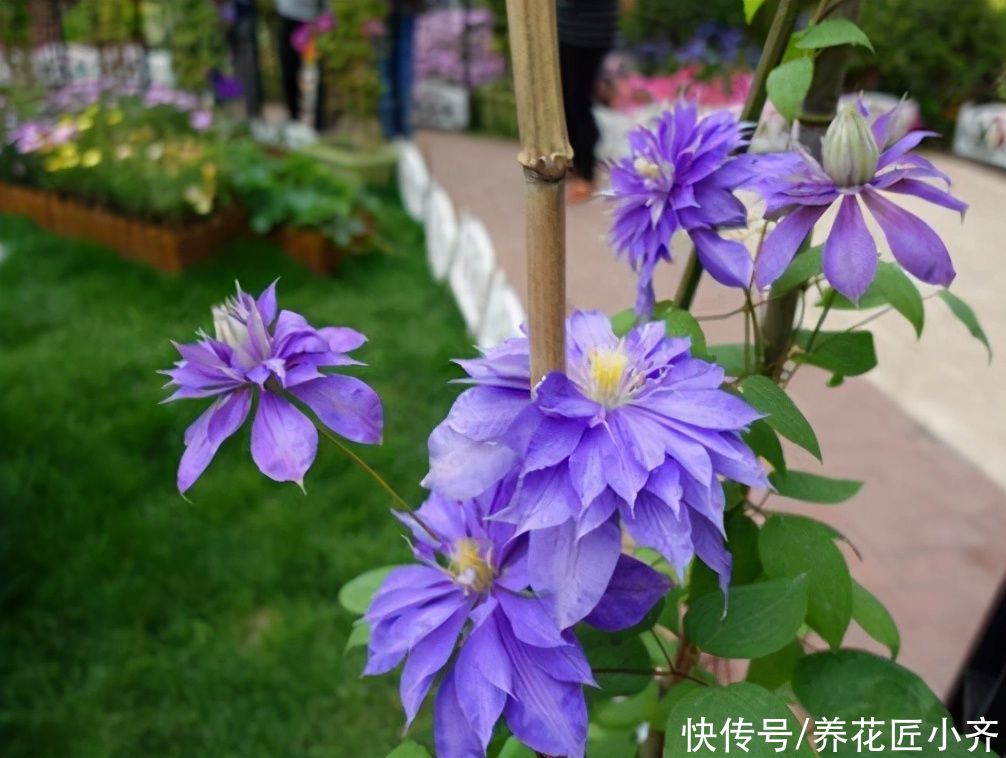 好多人喜欢养铁线莲，教你“爆花”小秘诀，一定不能“太抠”