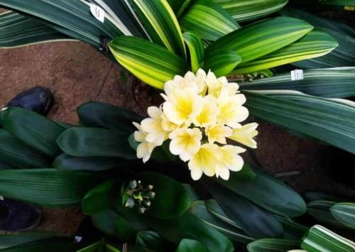  友好|啤酒养花：具体的该怎么用？多久用一次对植物才“友好”？