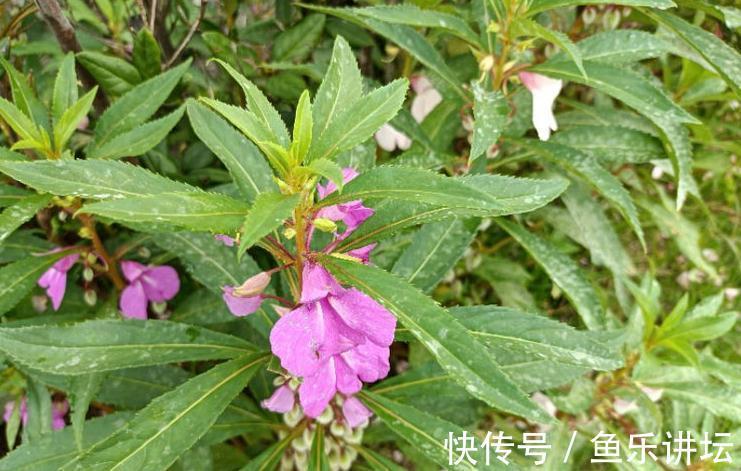 染指甲|农村人称凤仙花，小时候用来染指甲，价值珍贵，对灰指甲有一绝