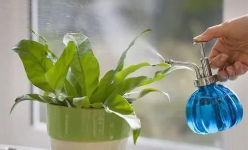 此几种花旱着养，水浇多了死得快，懒人能养好