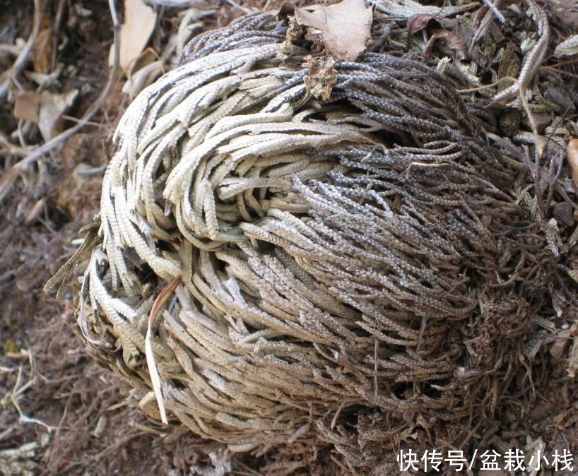 虎皮兰|养花6年，总结出这几个“坑”，建议新手花友看看