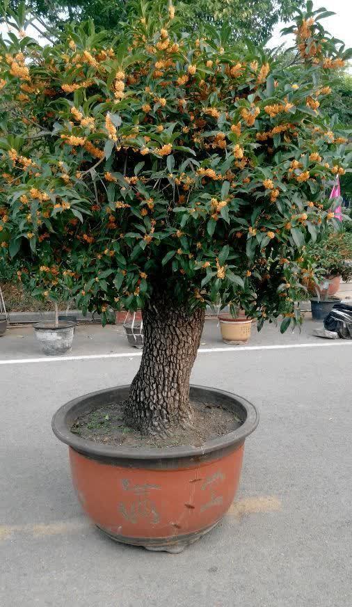 公认难养活的花,你可别轻易买,别中了商家的“邪道”,白花钱