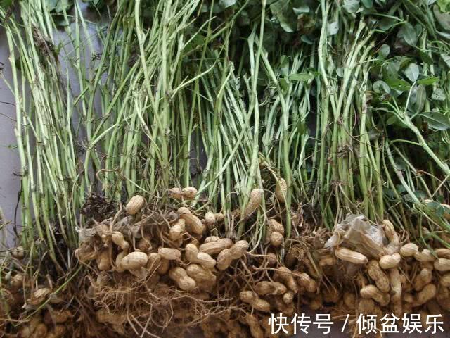 降脂|花生和它一起吃,胜过“阿司匹林”,降压降脂,预防脑血栓