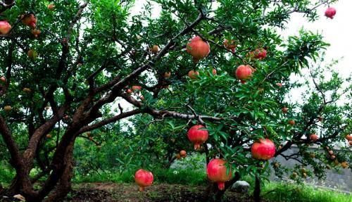 桂花|家门前别乱种树,这3种树镇宅又养人,很多人都忽视了