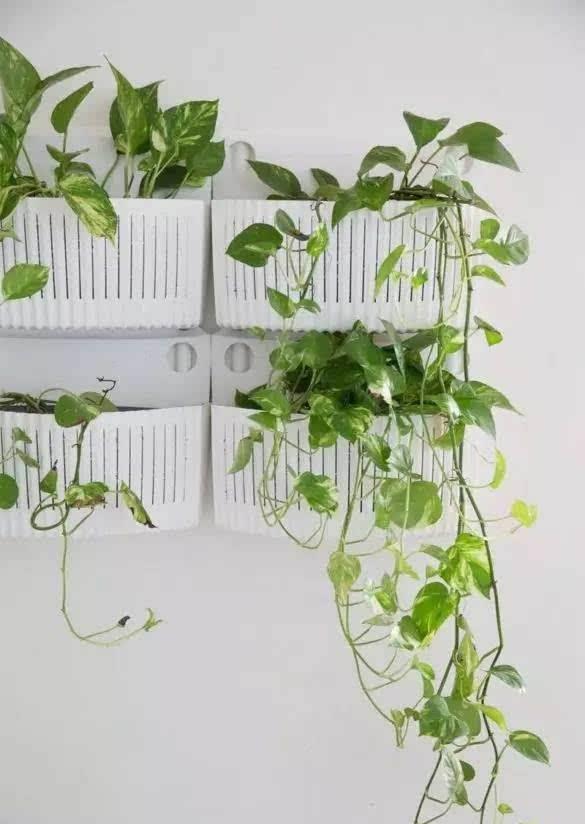 空中|房子小,咋养花?那就造一个空中花园