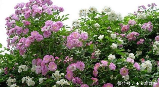 世界上花香排名前三的花，却在生活中很常见，你家有养么！