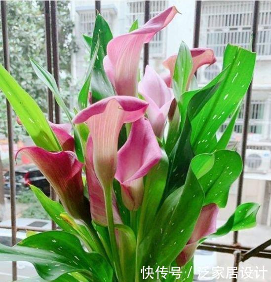 家养4种花，不仅名字好听，花也漂亮，人见人爱，开花一茬茬！