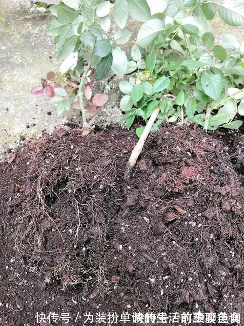 养花|营养土还在买?3种东西混一混,变成万能花土,养啥旺啥!