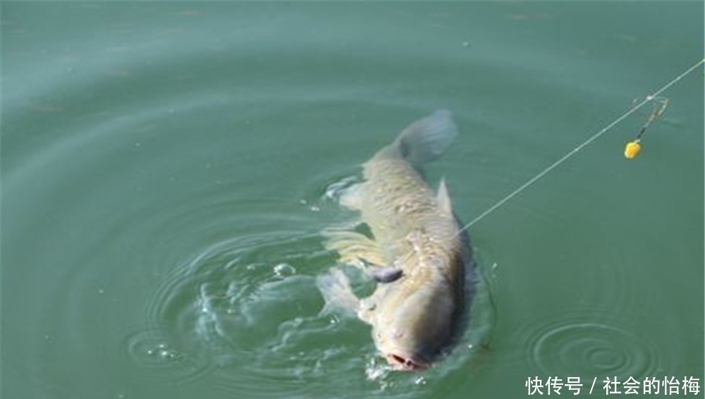 伊势尼|钓鱼技巧:鱼钩有宽门、长柄之分,在野钓中应该如何选择?