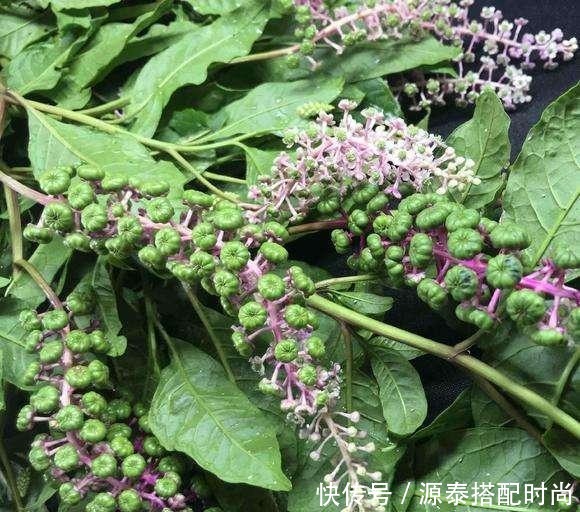 消肿止痛|农村有种野草,常被农村娃当成指甲油,却少有人知