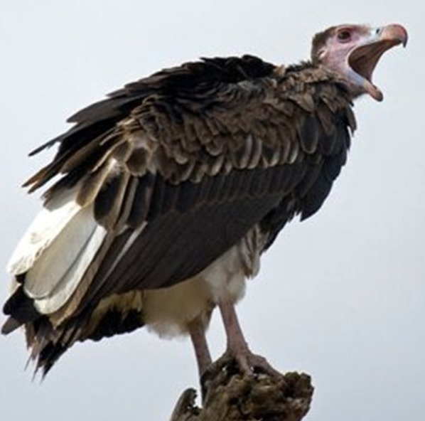 世界上最凶猛的十大猛禽 世界上最凶猛的十大猛禽