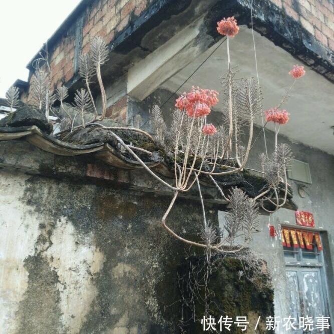 在农村“墙角”长着1堆多肉,冬天冻不死、夏天晒不死,简直开挂