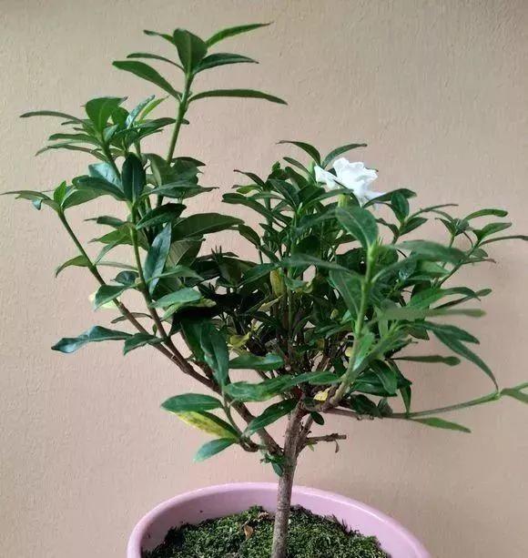 浇花|淘米水浇花“招虫子”多做1步，肥效提10倍，养啥旺啥