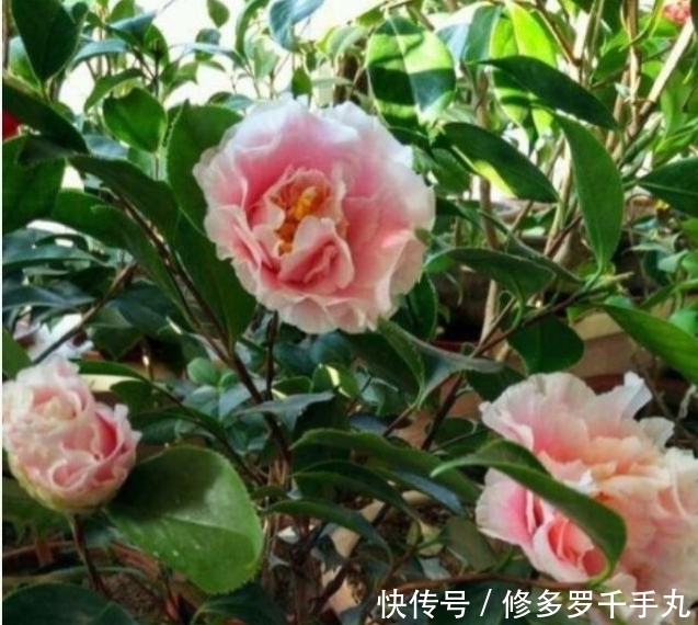 3种花花朵硕大、花期长,比牡丹还美,比吊兰好养,你养了吗