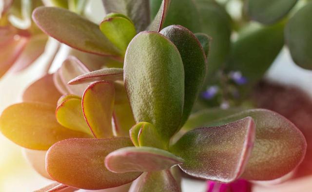 坏事|3种植物最怕“乱浇水”,有时候太勤快反而坏事,管住手，不烂根