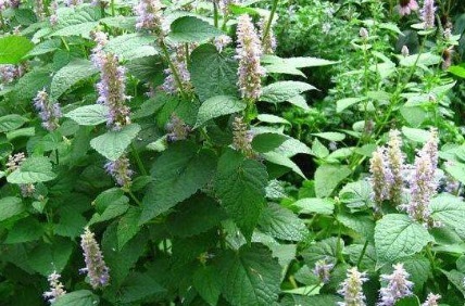 野草|一种比香水还香的野草，含一片叶子能除口臭，还是上等高钙菜！