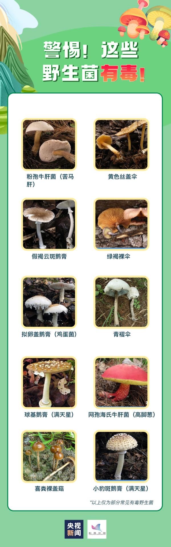 湖南师范大学|祖孙3人食用毒蘑菇致死!这些蘑菇很危险