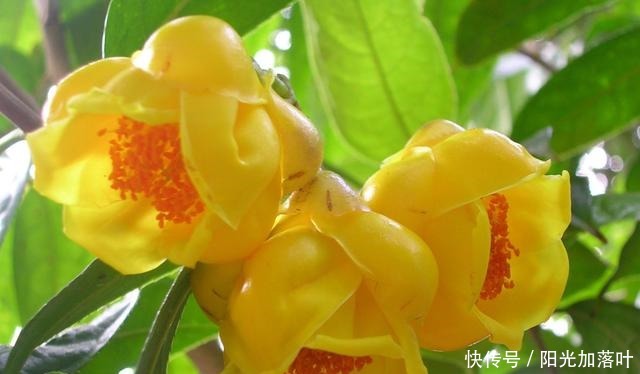 排毒养颜|夏季不休眠的花卉,花色金黄,营养丰富,观赏食用两不误,还好养!