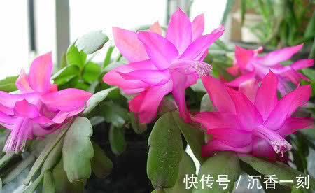 蟹爪兰|真假蟹爪兰,十有八九会认错,“嫁给”仙人掌后,统统开成花大树