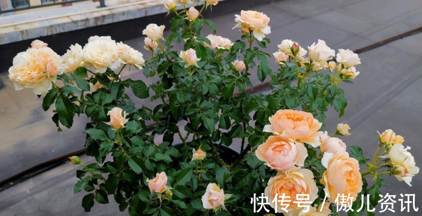 喜欢老桩盆景,该怎么拥有?老花匠:将新苗养成老桩才是最佳选择