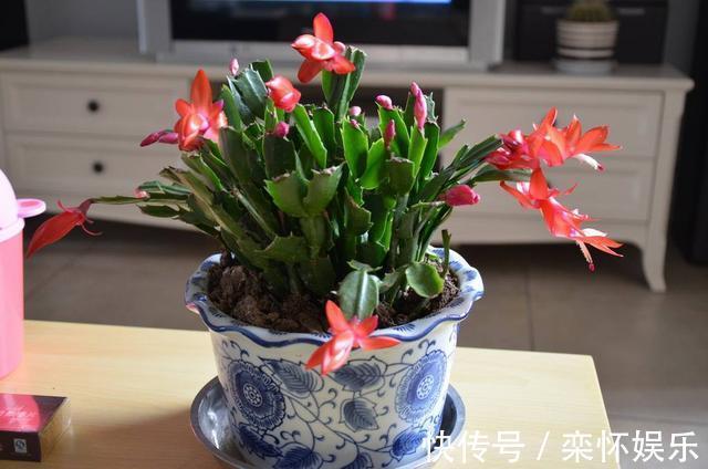 技巧|秋季如何养蟹爪兰，冬日才能花繁叶茂抓住3小技巧就够了