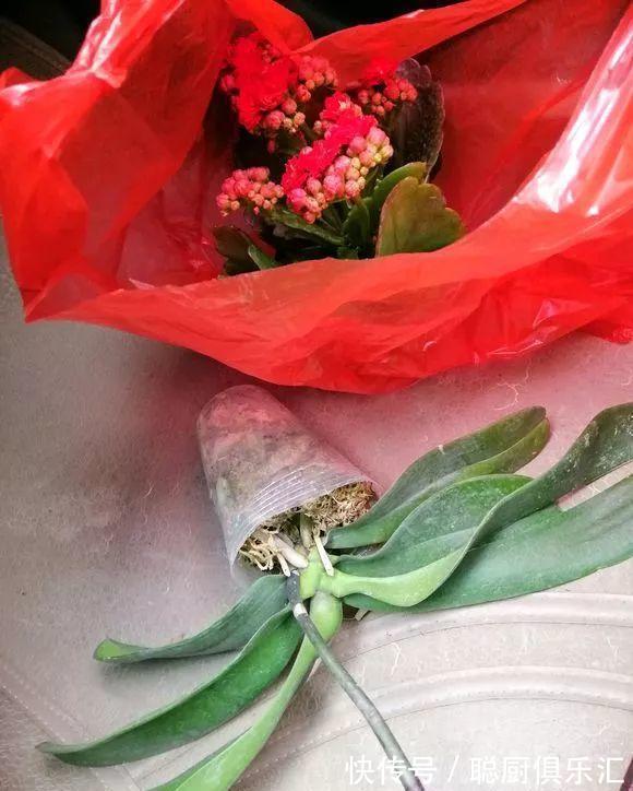 养花|逛花市的“小技巧”,低价花卉“随便淘”,大饱眼福又省钱