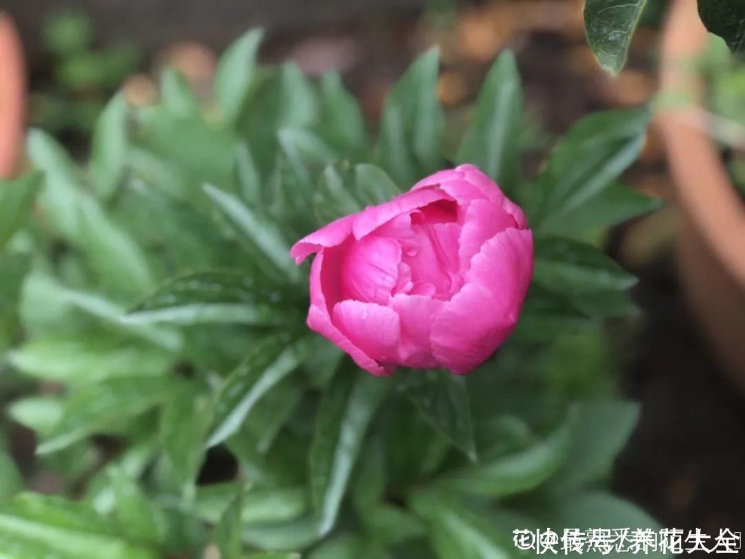 入夏前，10种花要赶紧施肥，不然以后没花看