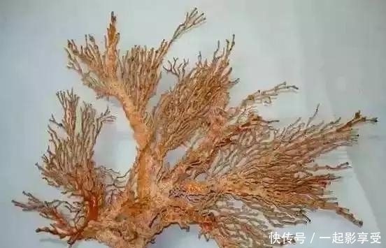 200年才长一米, 比黄金还贵的木头, 收藏界的土豪都买不起