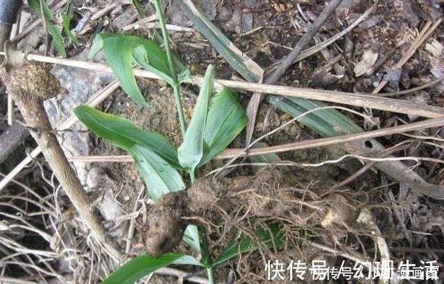 爪子参|这种野草似人参,农民拿它喂猪,却不知它是价值昂贵的“鸡爪参”
