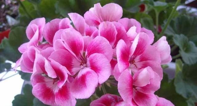 不停|养花还用操心这5种花你肯定没养,一年四季开不停