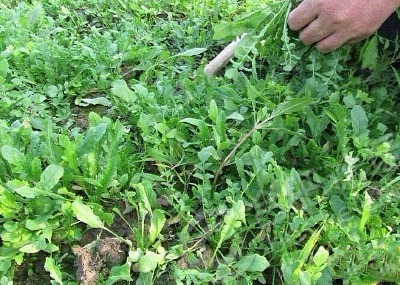 野菜|农村路边有野菜，可以治疗高血压、高血糖和心血管疾病。