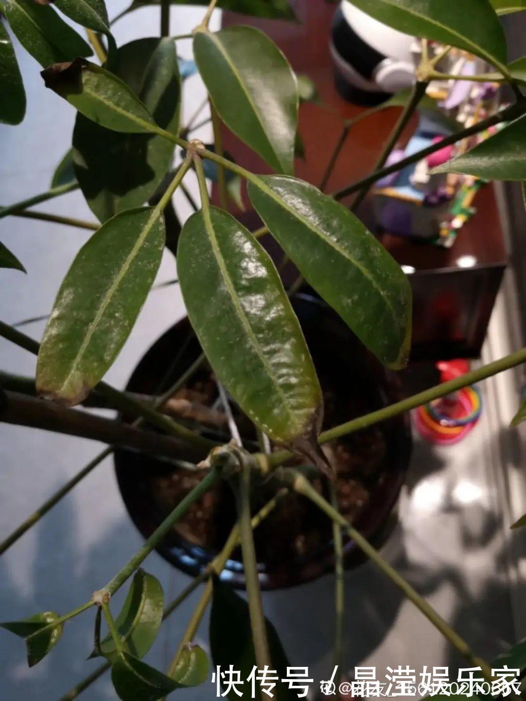 白粉病|给花喷点杀菌水，虫子全杀死，杀菌消毒叶子绿