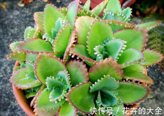 不死鸟|什么花也养不活?3种“漂亮花”,爆盆速度让人“害怕”