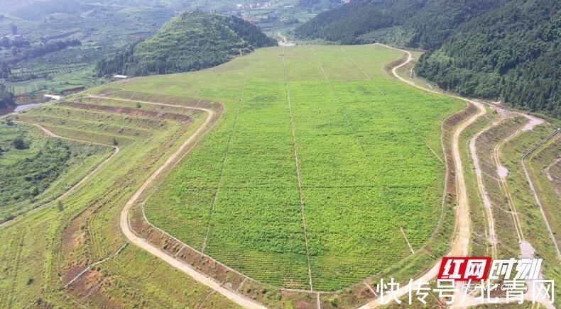 尾矿库|“矿海”变桑田 花垣这个地方绿了