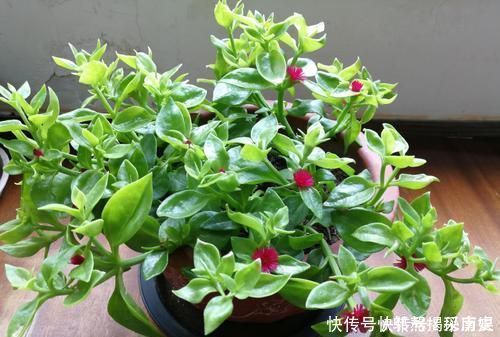 最厉害的养花营养液给花喝勺糖水,叶子绿的流油,比花肥厉害