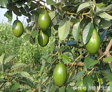 碱性食物|常吃此几类水果蔬菜,有效加强记忆,改善睡眠,爱吃的人有福了!