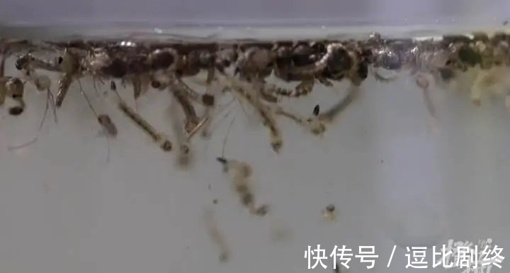 网红防蚊T恤,是智商税吗?