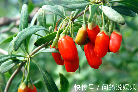 食用枸杞|立秋后,晚上常用此果泡水喝,补益气血,美容养颜,常喝更显年轻