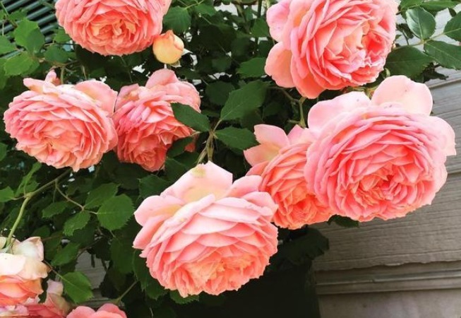 此花漂亮不输牡丹，香味超过茉莉，养一盆花香四溢，家中种植必备